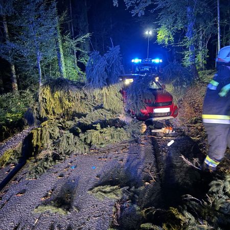 20240826 Baum über Straße (2).jpeg