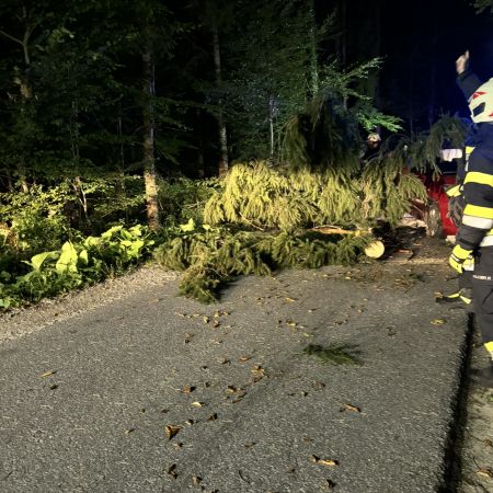 20240826 Baum über Straße (5).JPEG